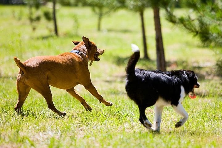 Dog Off-Leash Recreation Areas