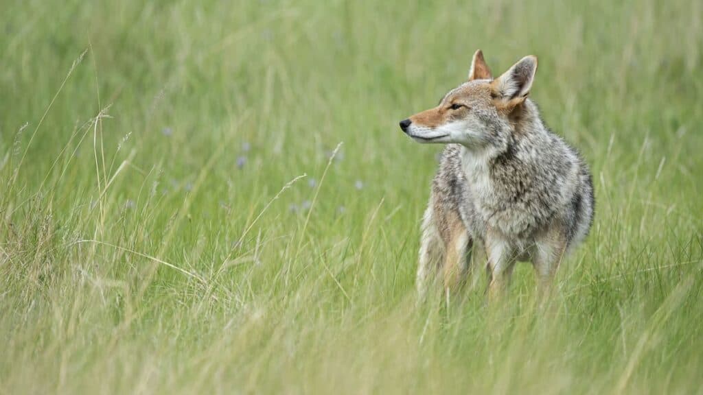 Living with Wildlife